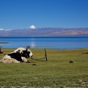 Yaks-Kailash-Manasarovar (1)